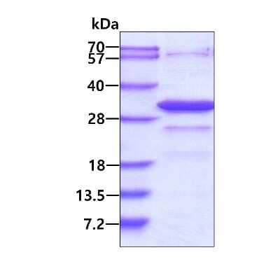 SDS-Page: Recombinant Human HIF-1 alpha His Protein [NBP1-45300] - 3ug by SDS-PAGE under reducing condition and visualized by coomassie blue stain.